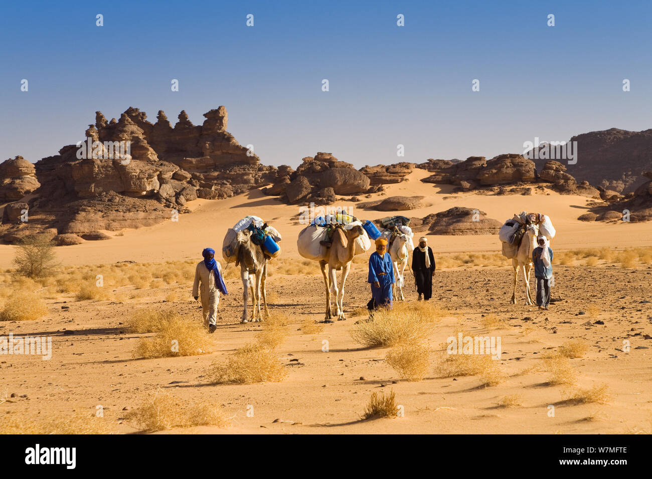 Dromedary camel (Camelus dromedarius) caravan in the Libyan desert, Akakus mountains, Libya, Sahara, North Africa, November 2007 Stock Photo