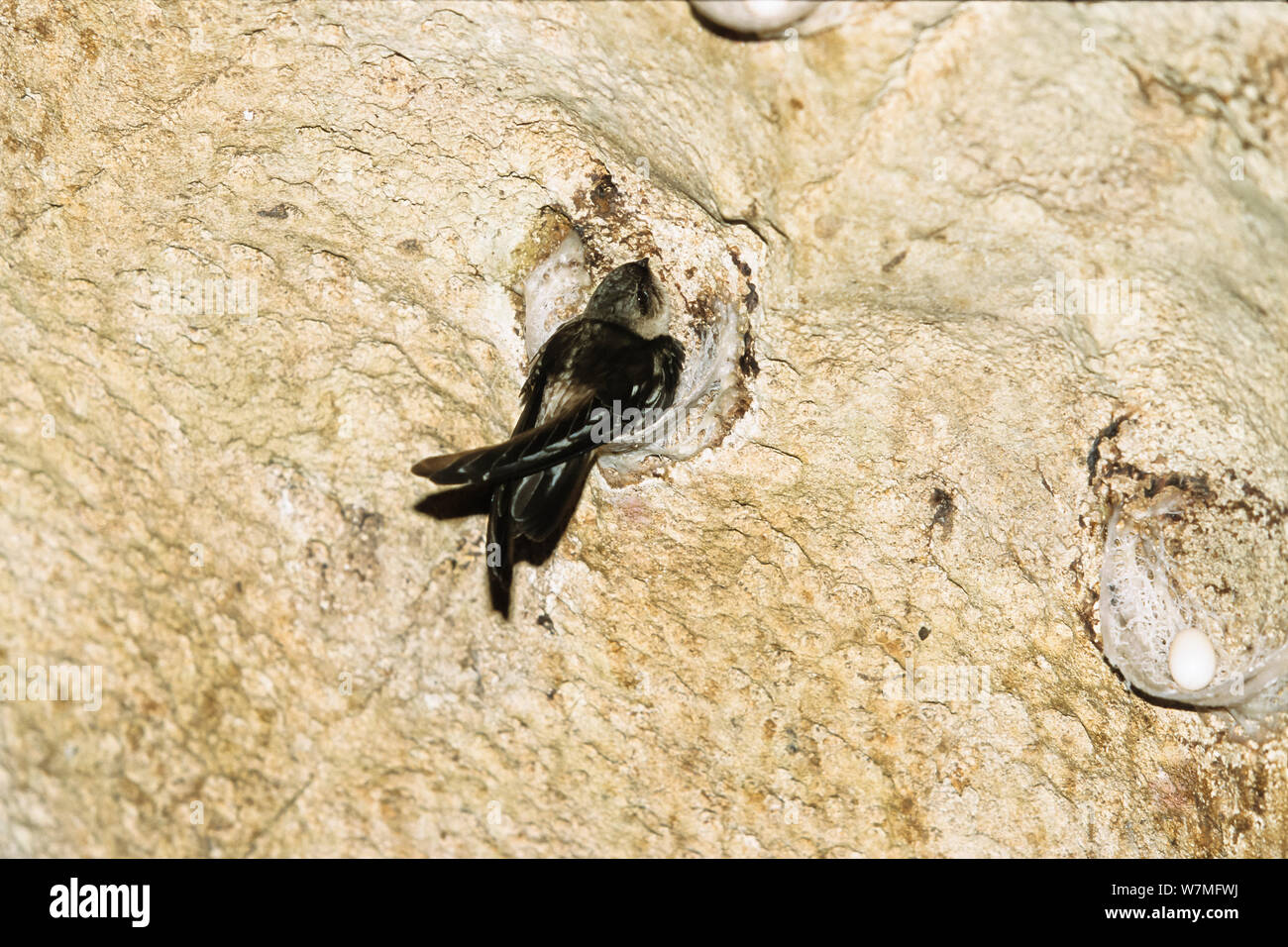 Caves edible nest swiftlet hires stock photography and images Alamy