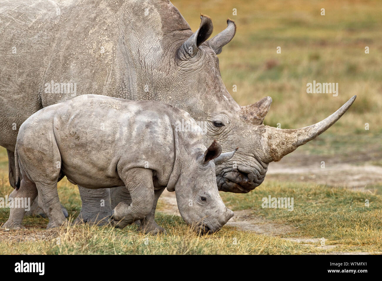 White Rhinoceros (Ceratotherium simum) mother and two month baby grazing near Lake Nakuru, Kenya, Africa. Stock Photo