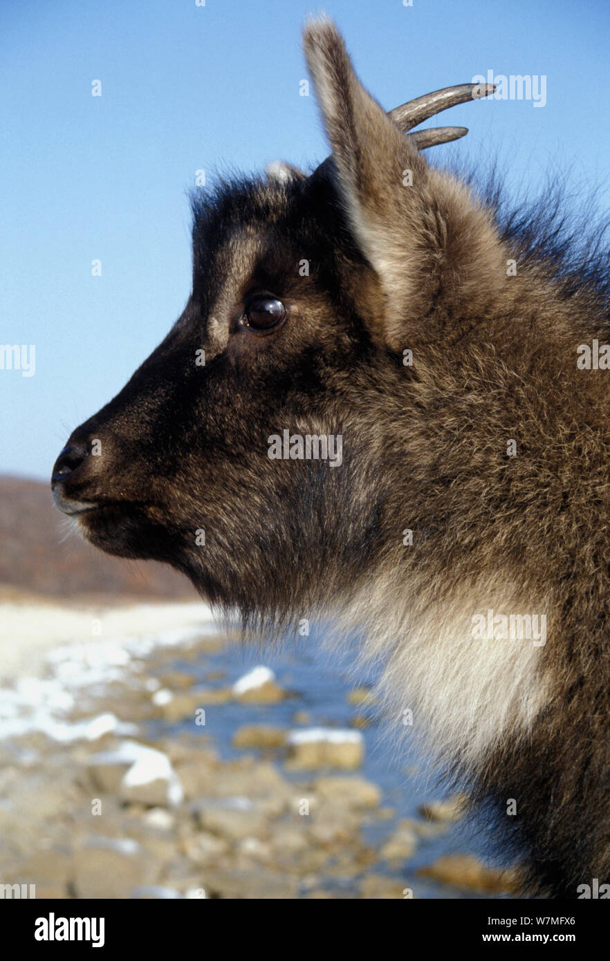 Amur long-tailed goral (Naemorhedus caudatus raddeanus) a rare ungulate in the Amur-Heilong basin, captive animal, Lazovskiy zapovednik, Far East Russia, vulnerable species Stock Photo