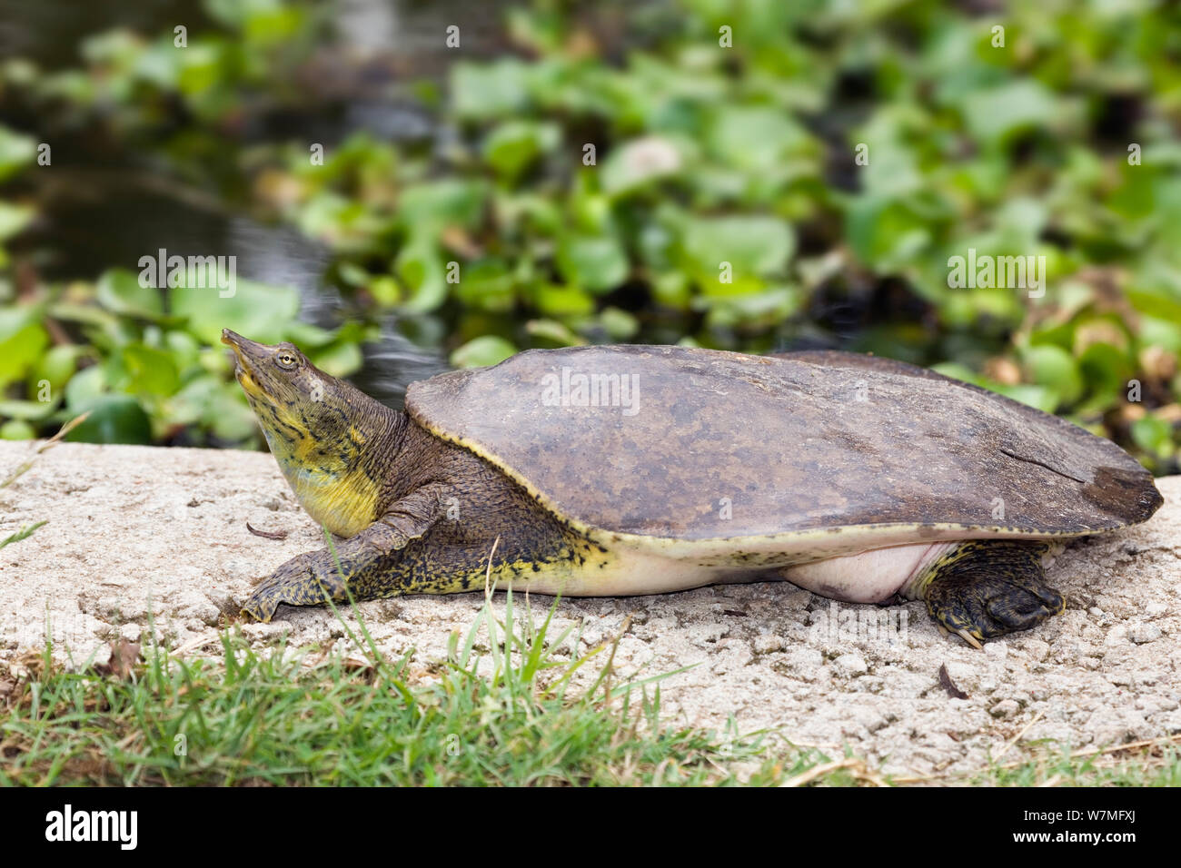 Spiny softshell turtle (Apalone spinifera) captive Stock Photo