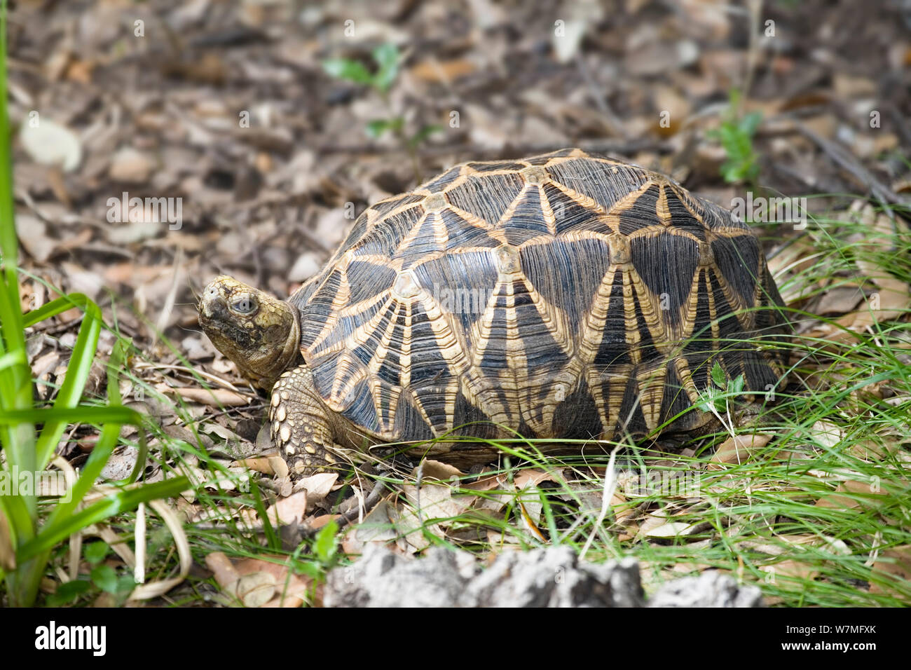 Hingeback / Bell's Hinged tortoise (Kinixys belliana) captive Stock Photo