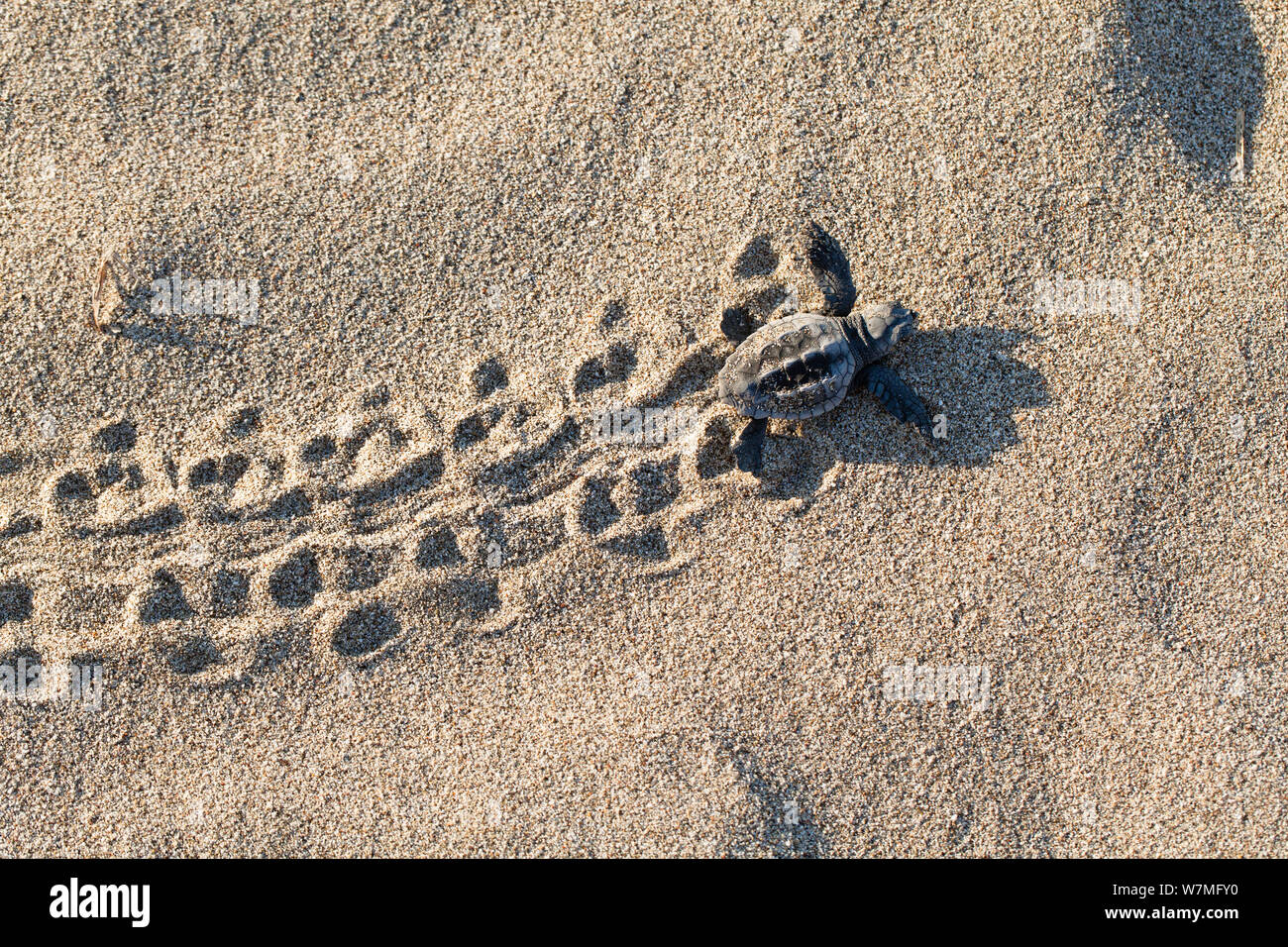 Loggerhead turtle (Caretta caretta) hatchling running to the sea, lycian coast, Mediterranean Sea, Turkey Stock Photo