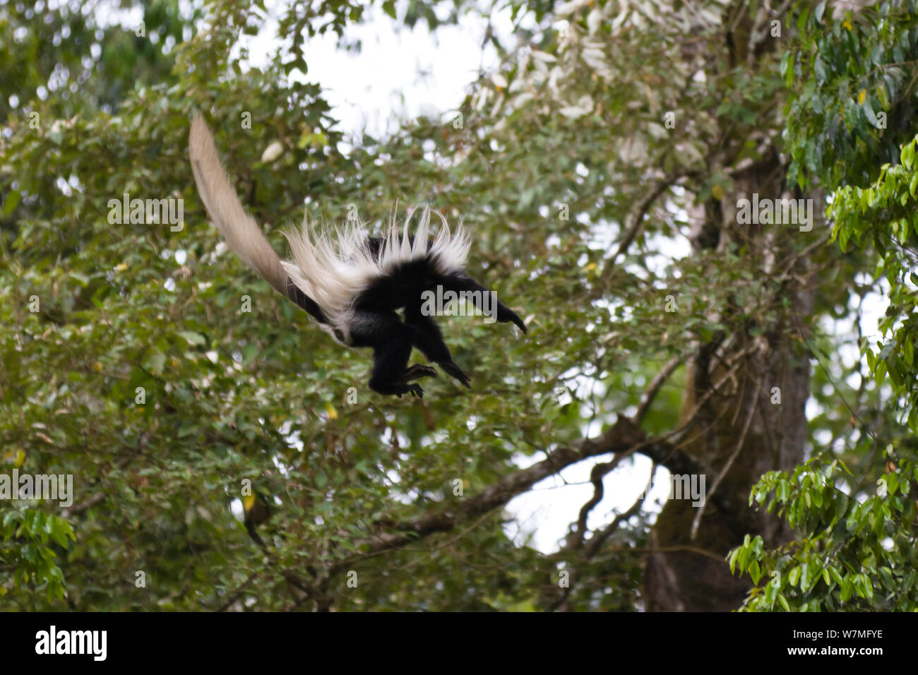 Black and White Colobus monkey (Colobus guereza) leaping from tree to tree, Arusha National Park, Tanzania, East Africa Stock Photo