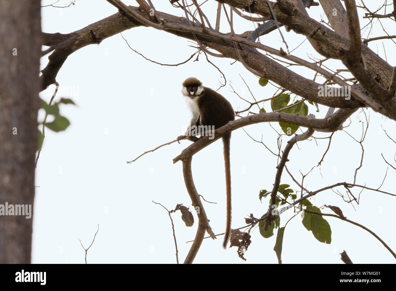 Red tailed Monkey (Cercopithecus ascanius) Mahale Mountains National Park, Tanzania, East Africa Stock Photo