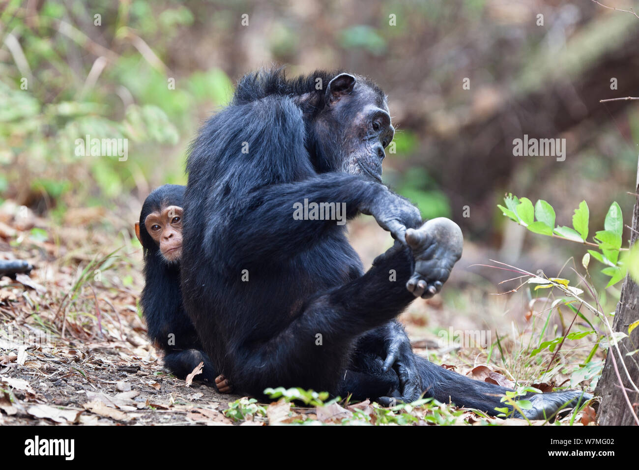 Chimpanzees (Pan troglodytes) mother with baby, Mahale Mountains National Park, Tanzania, East Africa Stock Photo