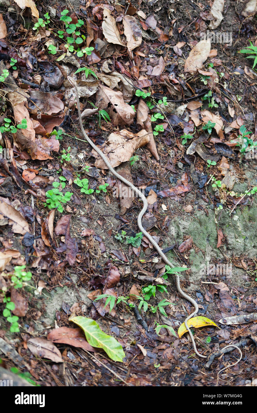 Twig Snake (Thelotornis capensis) on rainforest floor, Mahale Mountains National Park, Tanzania, East Africa Stock Photo