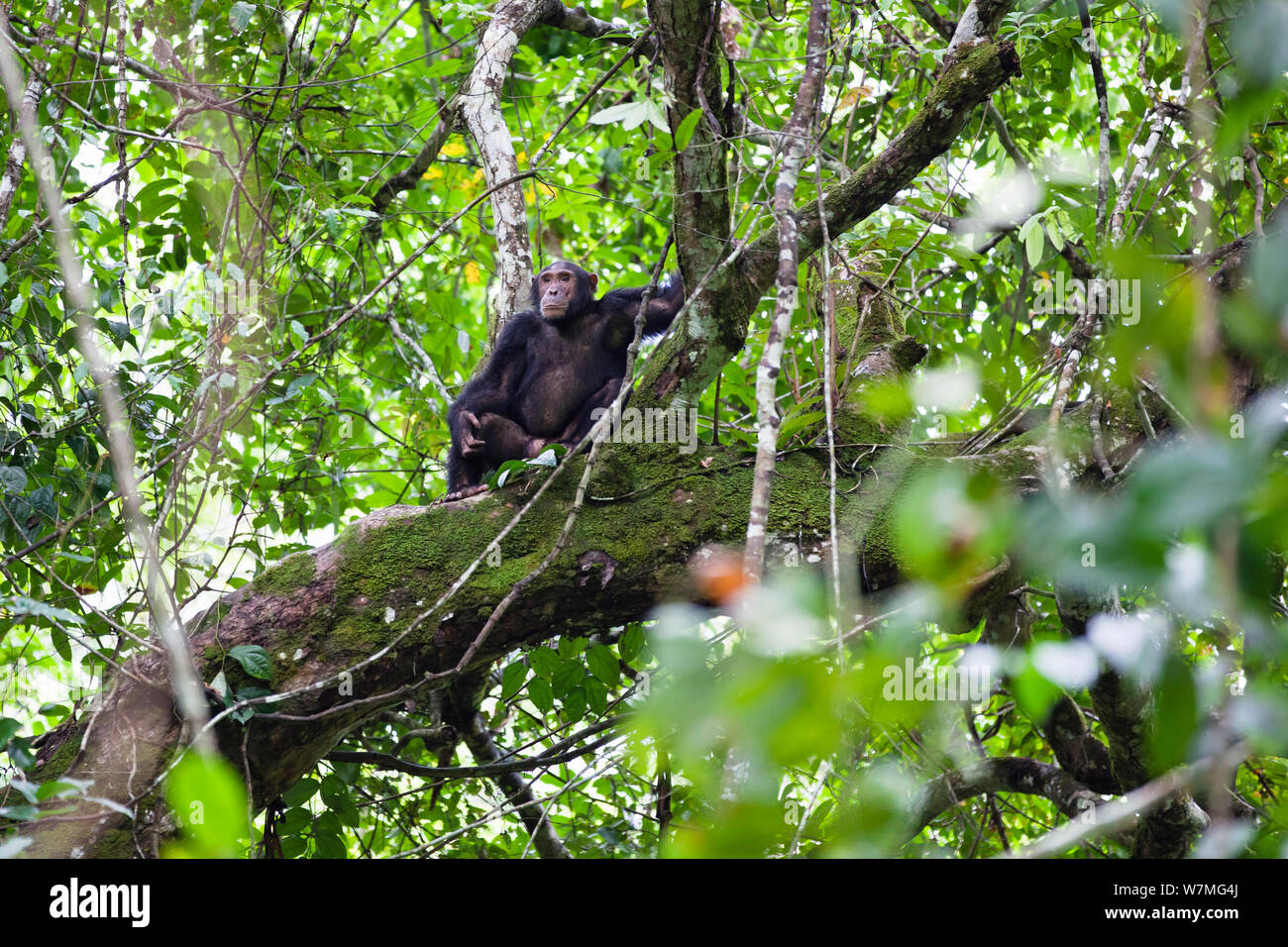 Chimpanzee (Pan troglodytes) male sitting in rainforest tree, Mahale