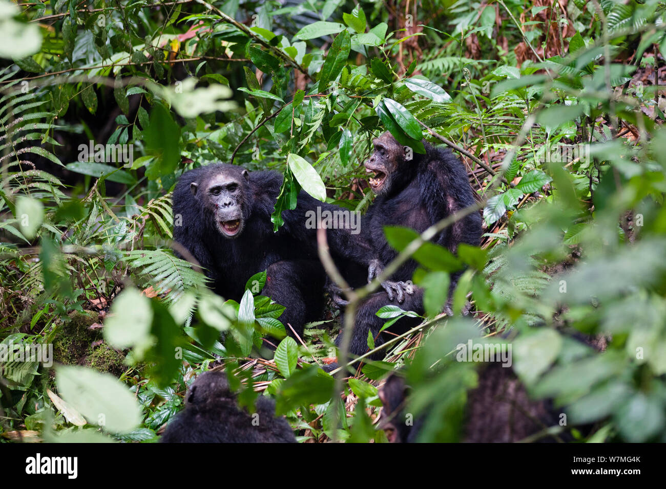 Chimpanzees (Pan troglodytes) aggressive males screaming, Mahale Mountains National Park, Tanzania, East Africa Stock Photo