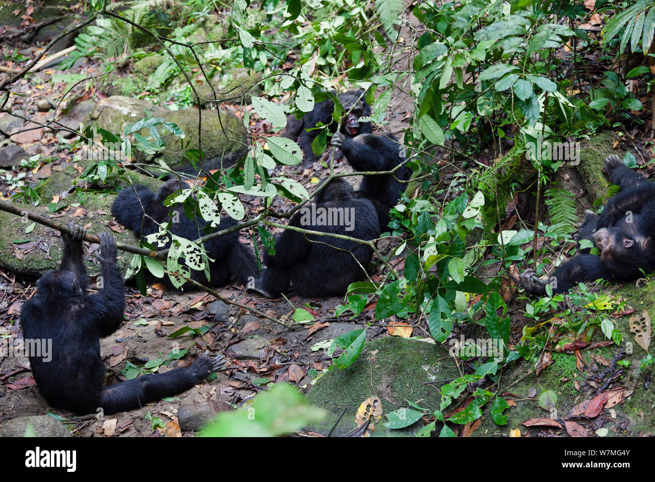 Chimpanzees (Pan troglodytes) aggressive males screaming, fight against their alpha male Pim,  Mahale Mountains National Park, Tanzania, East Africa Stock Photo