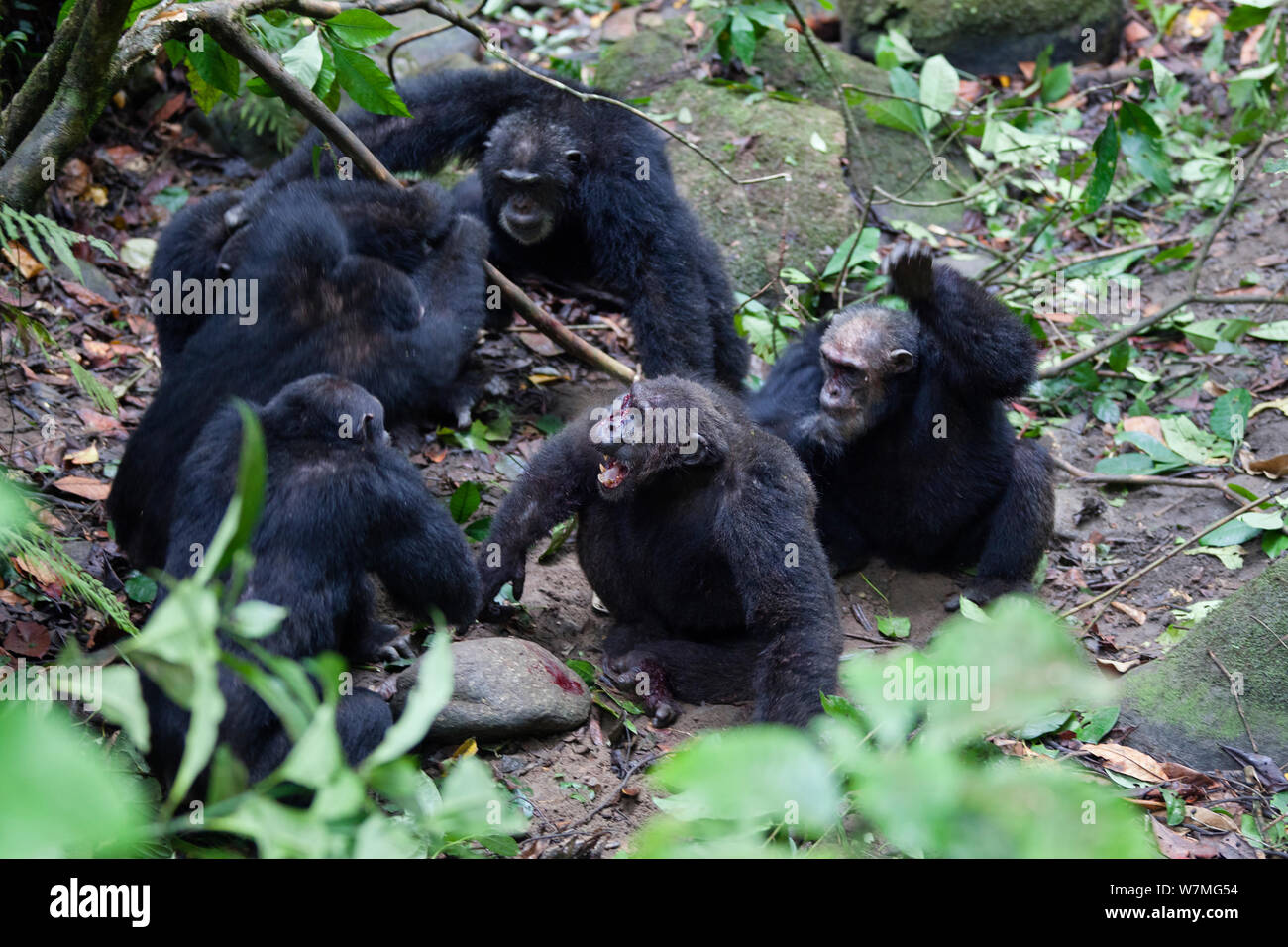Chimpanzees (Pan troglodytes) aggressive males fight against their alpha male Pim,  Mahale Mountains National Park, Tanzania, East Africa Stock Photo