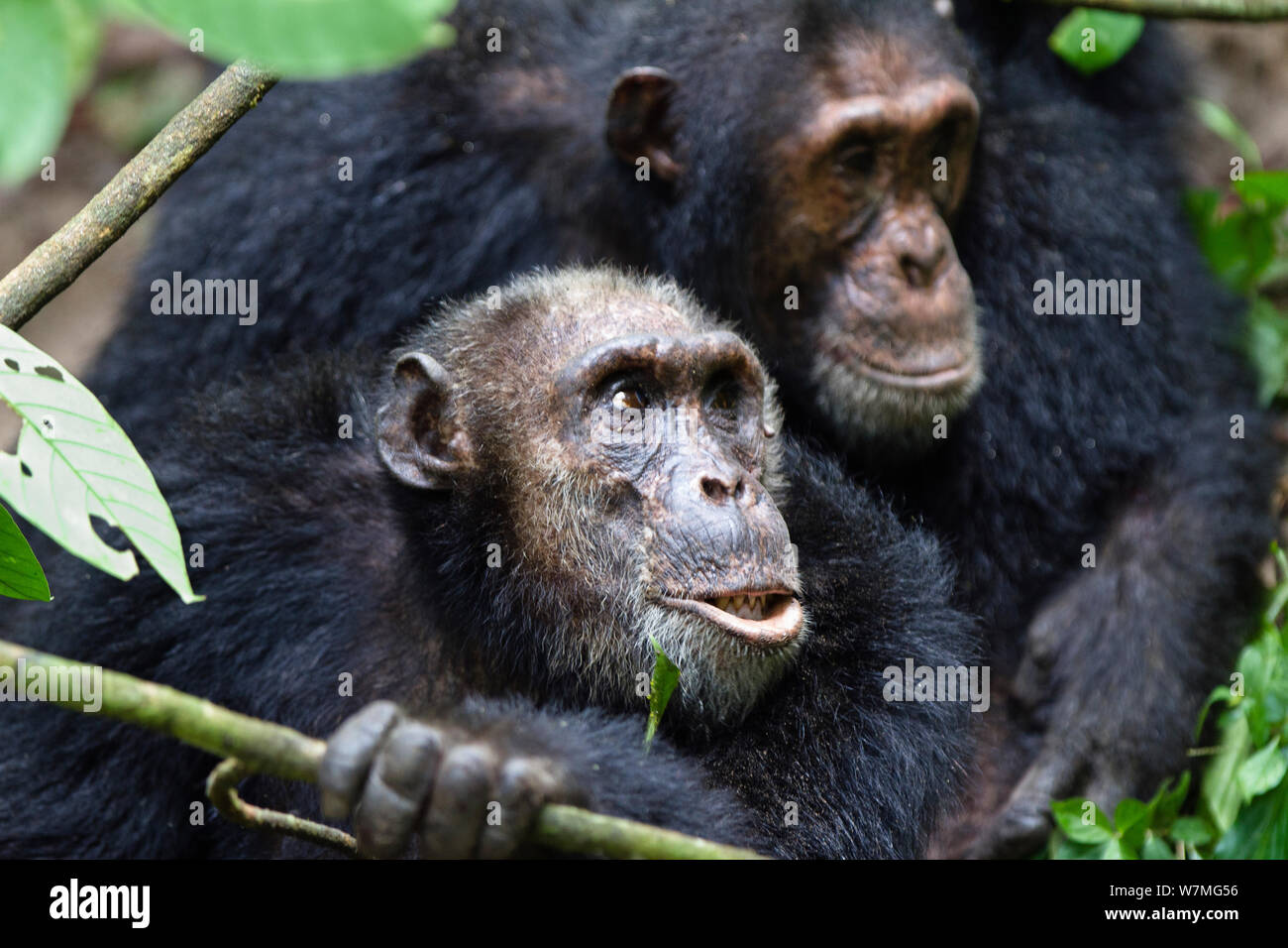 Chimpanzees (Pan troglodytes) old males, Mahale Mountains National Park, Tanzania, East Africa Stock Photo