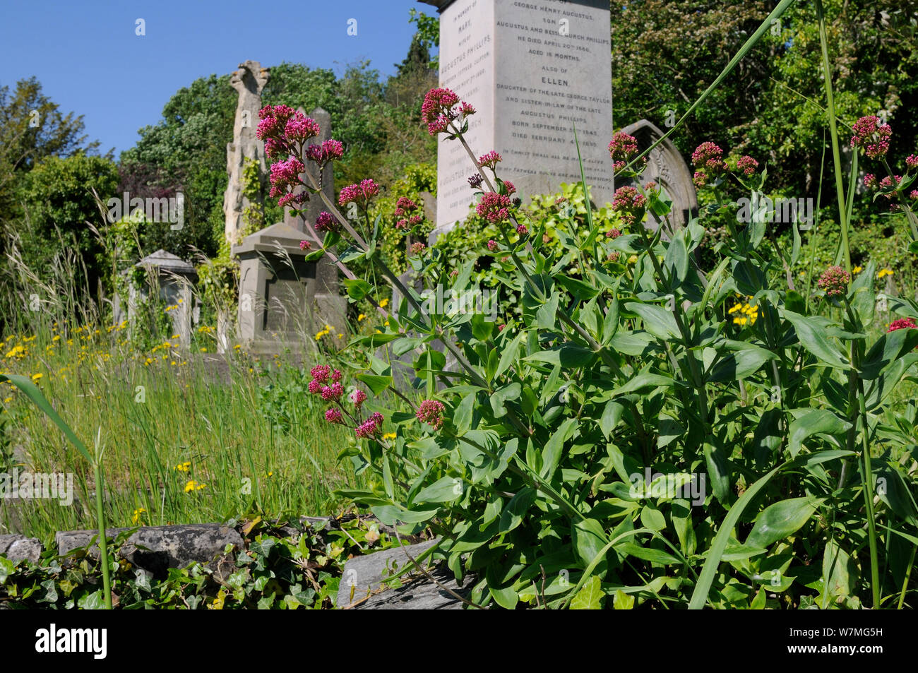 Red Valerian (Centranthus ruber) flowering near 19th Century monuments and graves in Arnos Vale Cemetery, Bristol, UK, May. Stock Photo