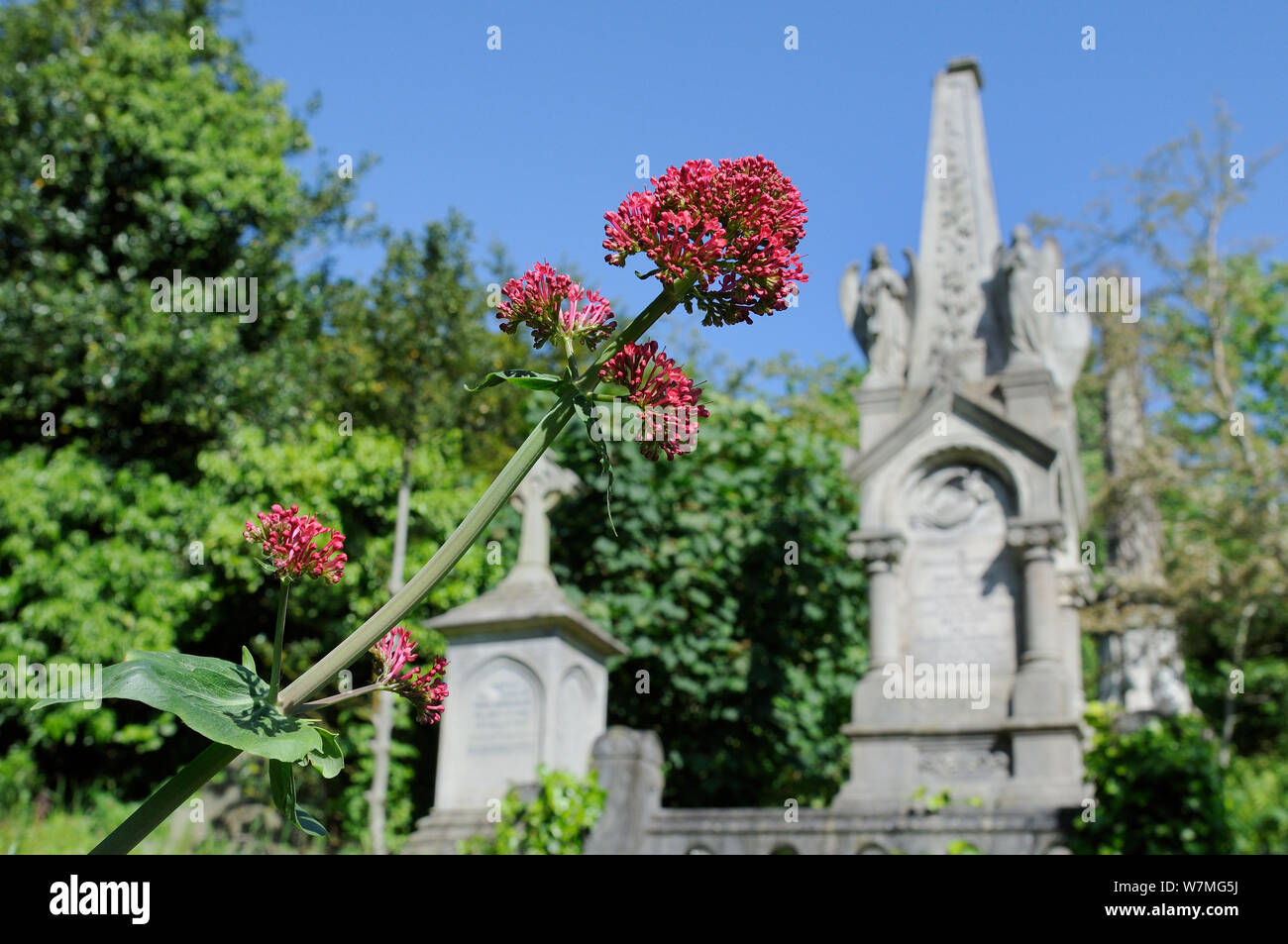 Red Valerian (Centranthus ruber) flowering near tombs and crosses in Arnos Vale Cemetery, Bristol, UK, May. Stock Photo