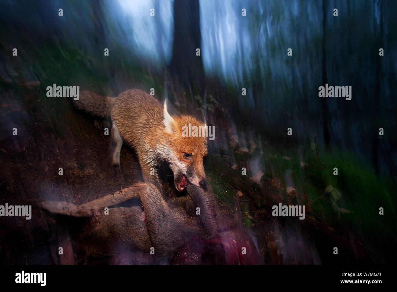 Red fox (Vulpes vulpes) running through woodland in the rain, Black