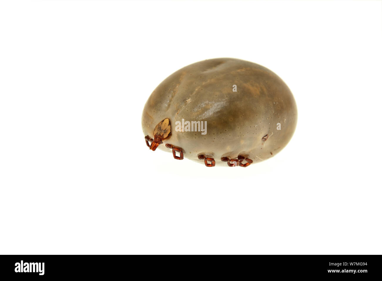 Female tick (Ixodes sp) engorged with blood, urban, Piedade, Sao Paulo, Brazil, May.  meetyourneighbours.net project Stock Photo