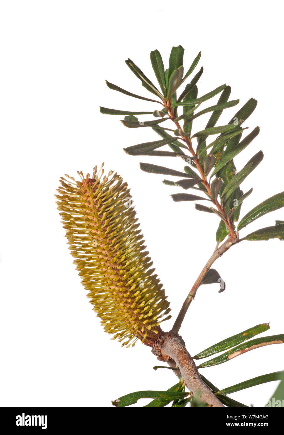 Silver Banksia (Banksia marginata) flower, near Pomonal, Wimmera, Victoria, Australia, February. meetyourneighbours.net project Stock Photo