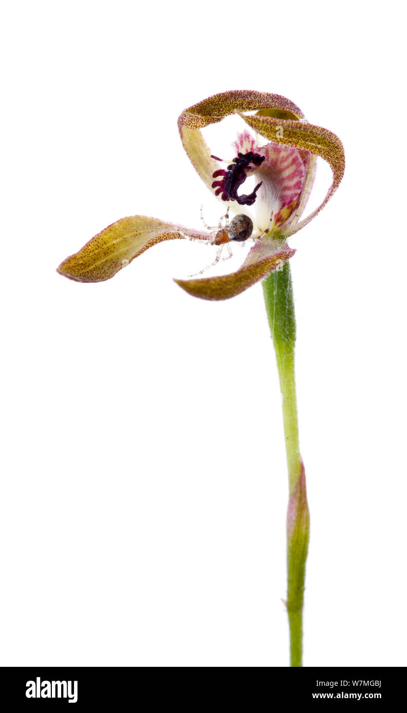 Western Bronze caladenia orchid (Caladenia iridescens) with spider's web preventing the flower from opening normally, Mount Zero, Grampians, Victoria, Australia, October  . meetyourneighbours.net project Stock Photo