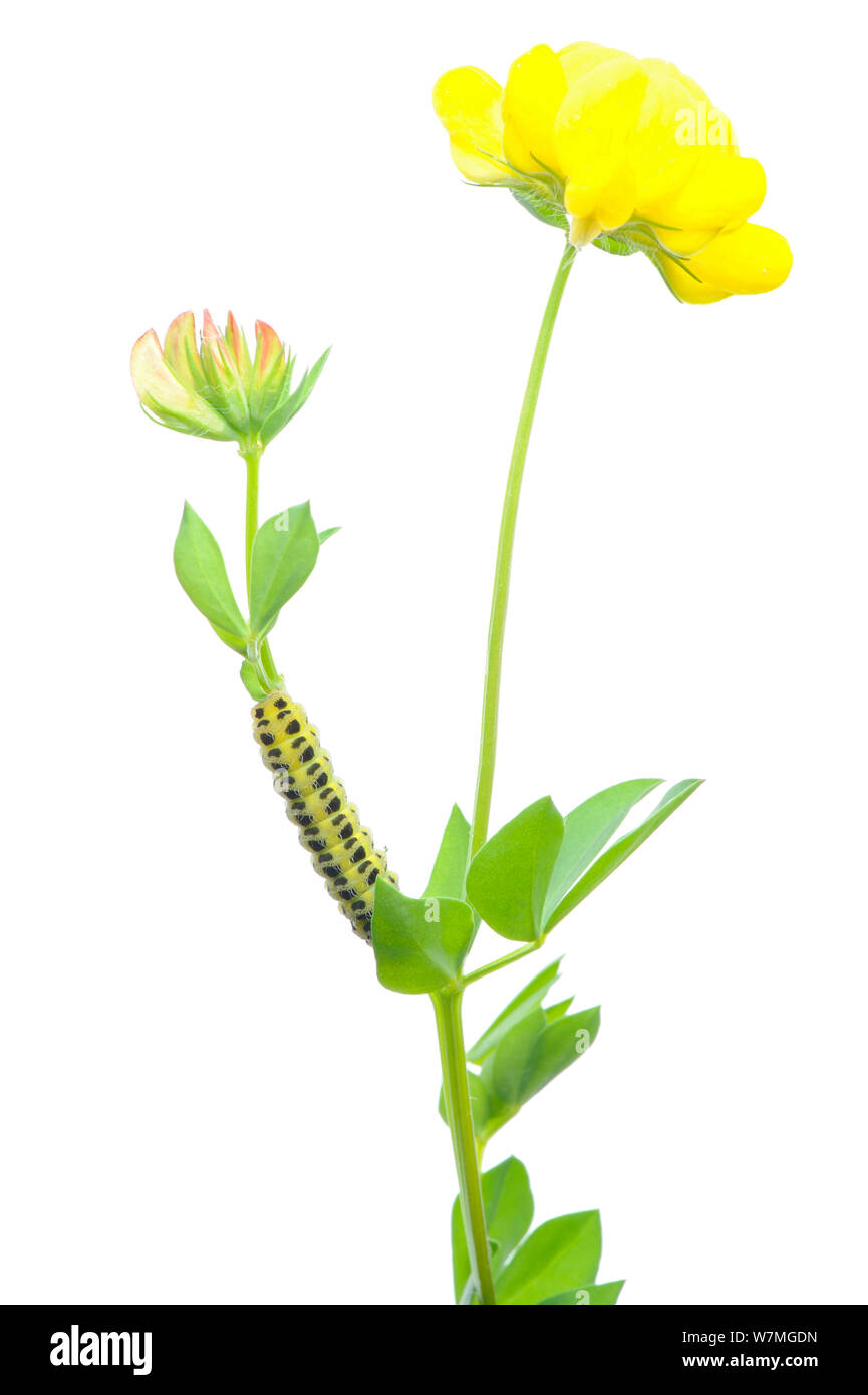 Bird's-foot trefoil (Lotus corniculatus) in flower with caterpillar larva of Five-spot burnet moth (Zygaena trifolii), meadowland, Osilnica, Slovenia, Europe, May. meetyourneighbours.net project Stock Photo