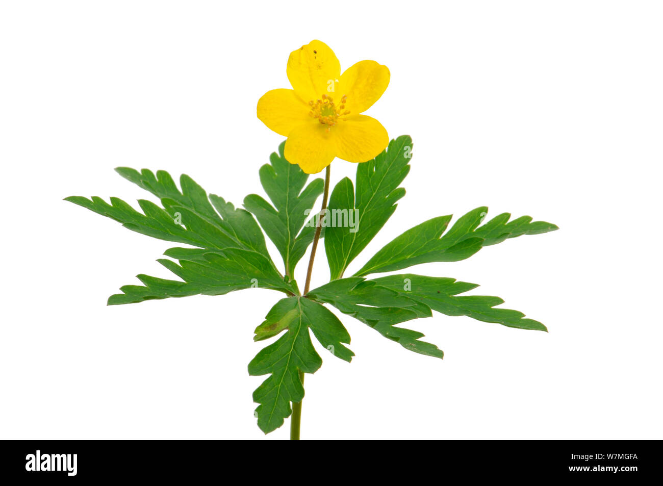 Yellow wood anemone (Anemone ranunculoides) in flower, woodland, Kocevje, Slovenia, Europe, April. meetyourneighbours.net project Stock Photo