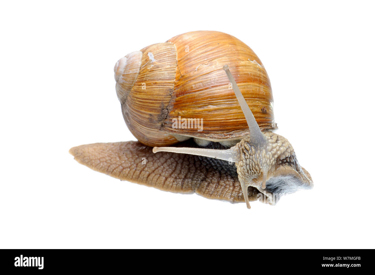 Roman / Edible snail (Helix pomatia) with foot extended, meadowland, Osilnica, Slovenia, Europe, May. meetyourneighbours.net project Stock Photo