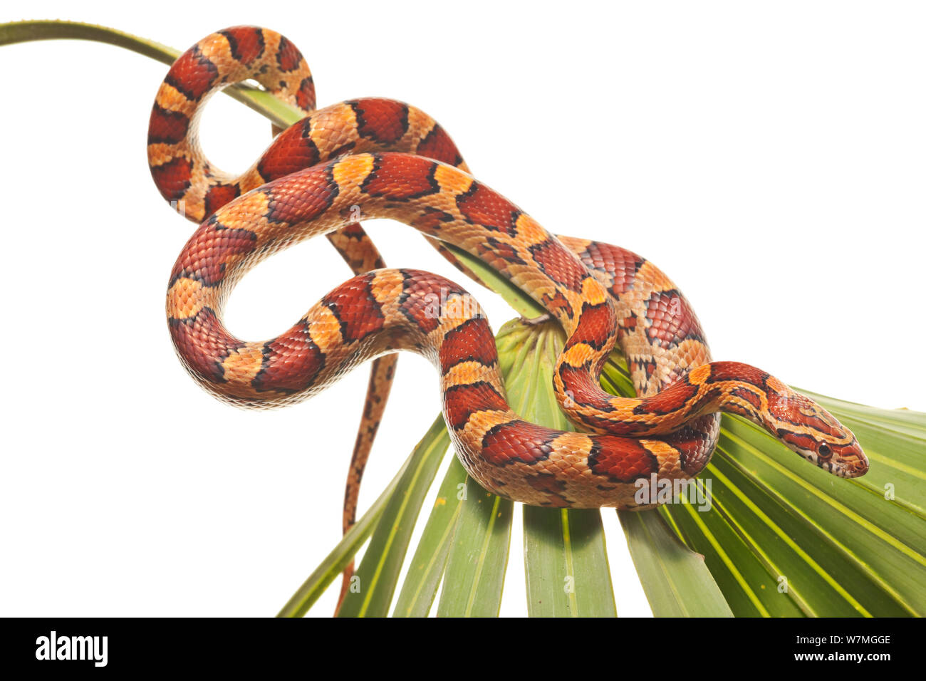 FOTOS: Corn snake, espécie de serpente exótica dos EUA, é