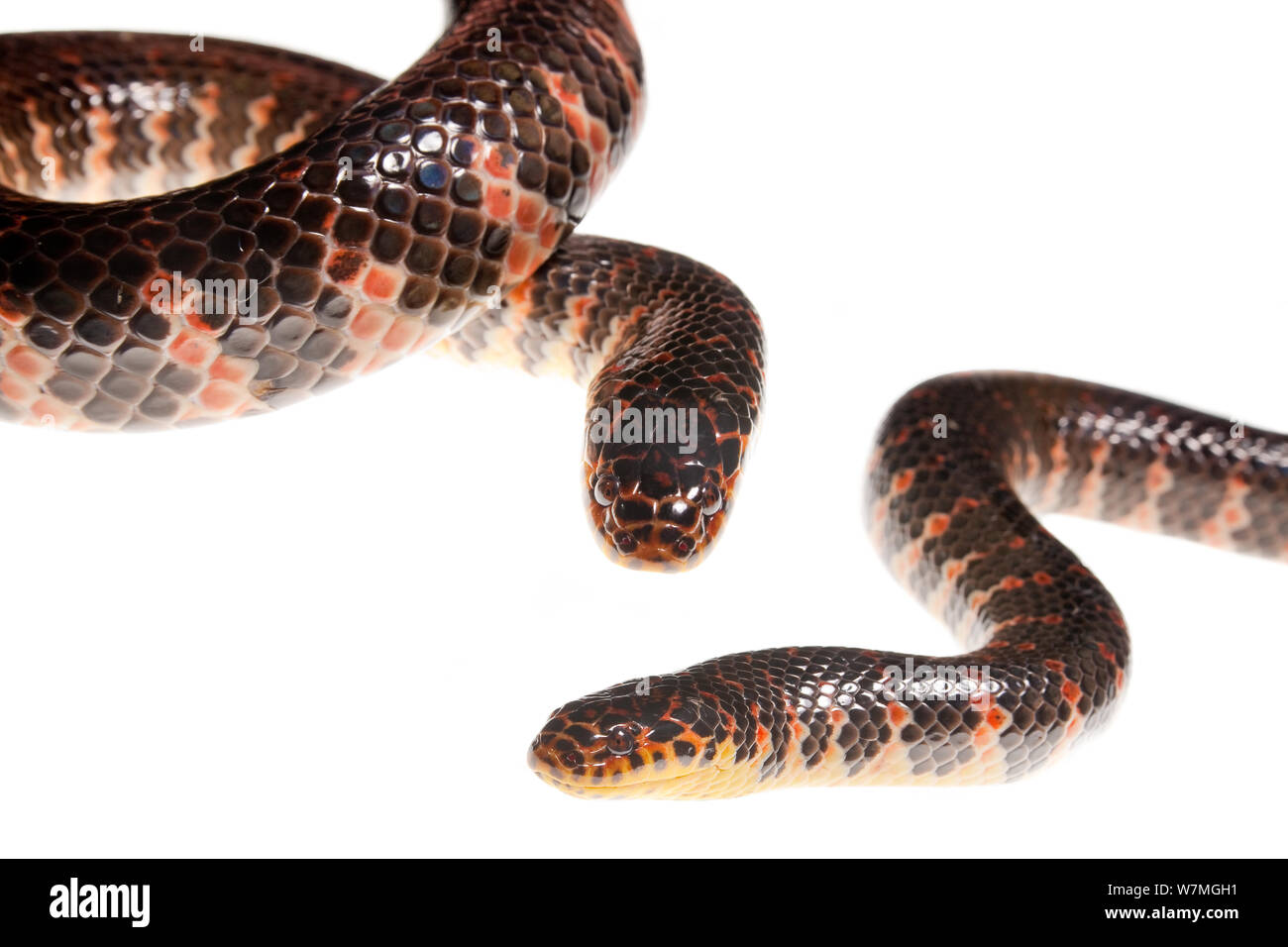 Eastern mud snake (Farancia abacura abacura) two snakes, Everglades National Park, Florida, USA, May. meetyourneighbours.net project Stock Photo