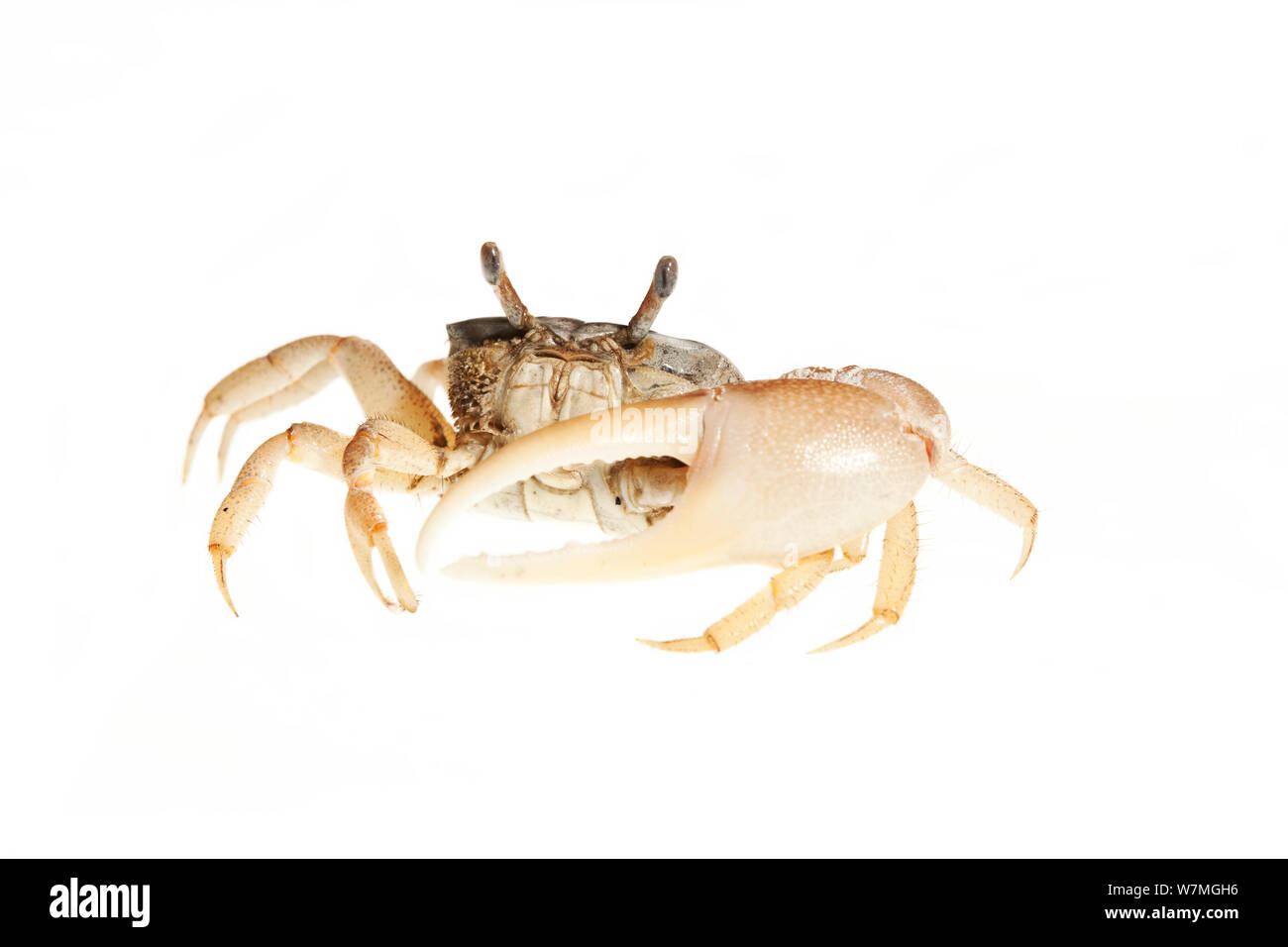 Fiddler crab (Uca pugilator) Florida, USA, October. meetyourneighbours.net project Stock Photo