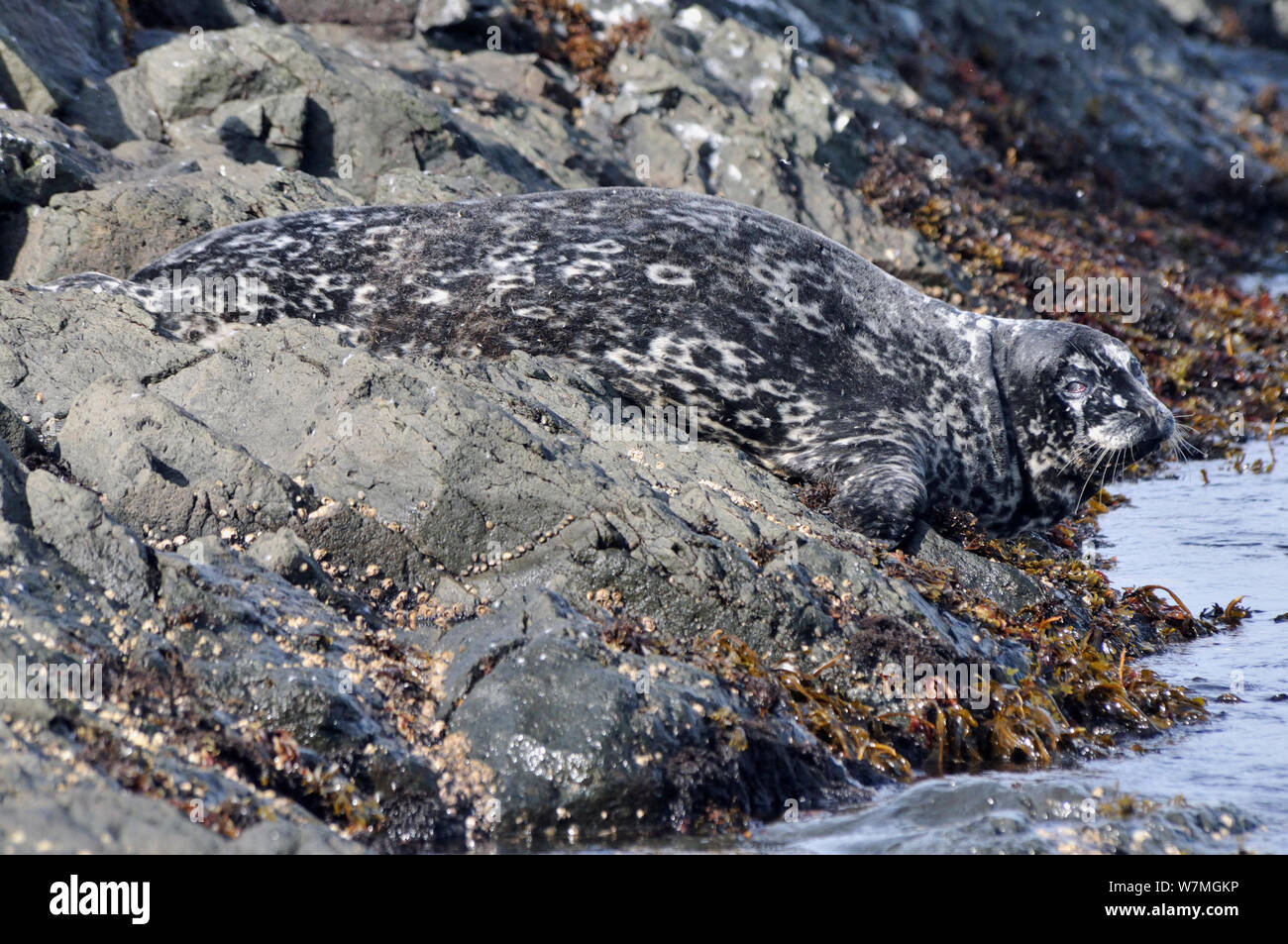 Western Pacific Harbour Seal / Kuril Seal (Phoca vitulina stejnegeri