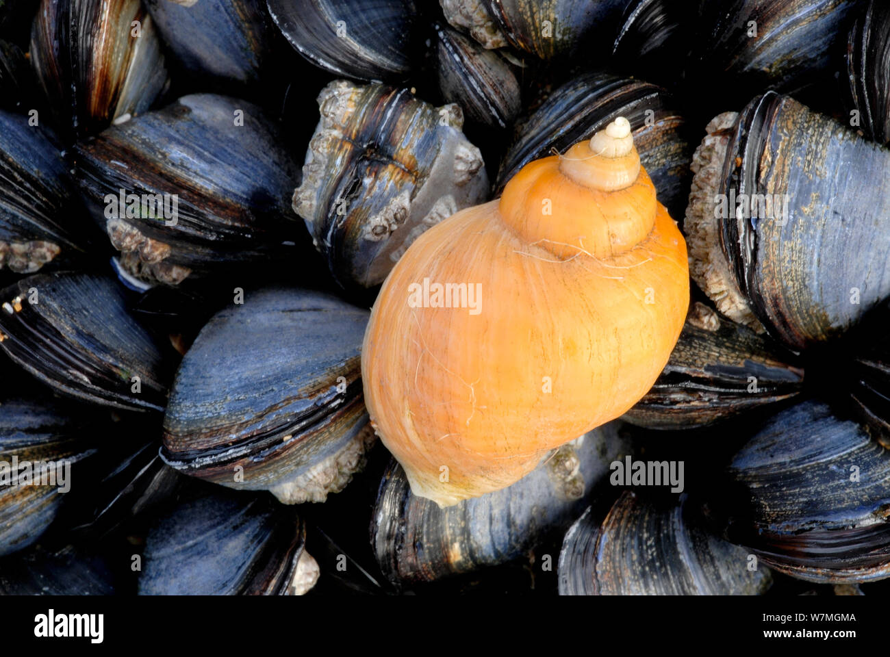 Dogwhelk (Nucella lapillus) feeding amongst a group of common mussels