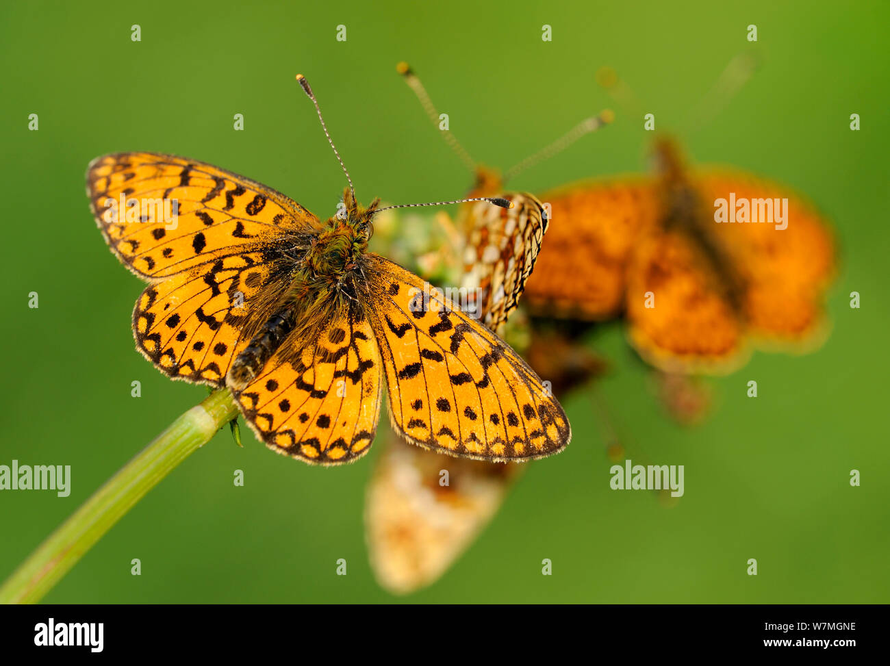Small pearl-bordered fritillary butterfly (Boloria selene) resting with open wings, Marsland Mouth, Cornwall/Devon border, UK, May. Stock Photo