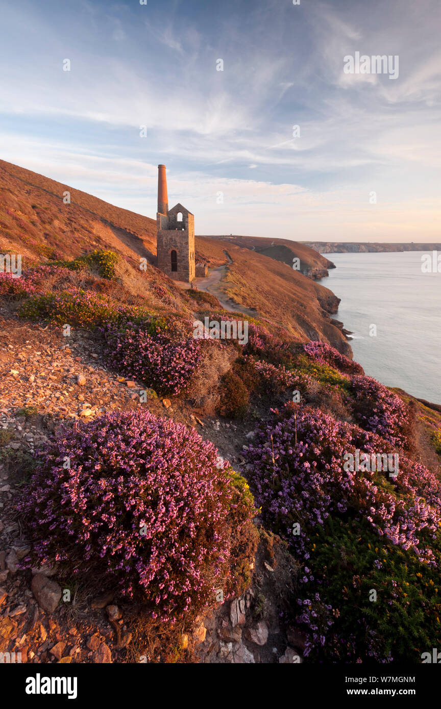 View of Towanroath Engine House in late evening light with flowering heather in foreground, Wheal Coates, near St Agnes, Cornwall, UK, August 2011. Stock Photo