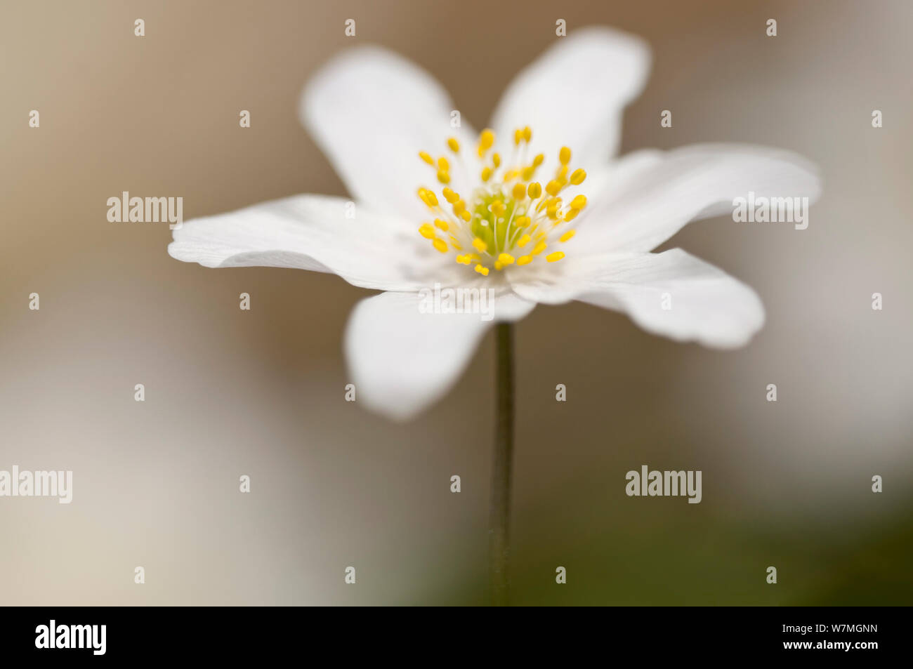 Wood anemone (Anemone nemorosa) Royal Horticultural Society (RHS ...