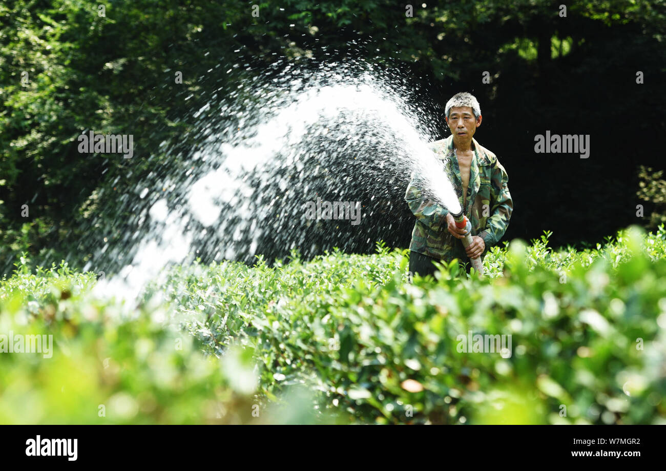 A tea farmer waters Longjing tea tea leaves, also known as West Lake Dragon Well tea, to prevent them from being scorched by the heat waves at a tea p Stock Photo