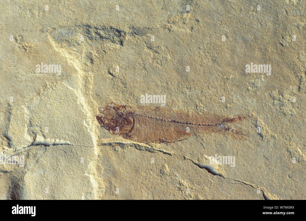 Fossil of a boney fish, from Wyoming, USA Stock Photo