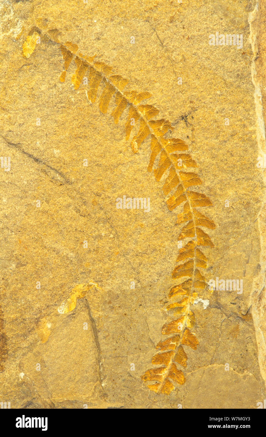 Fossil of the Fern (Weichselia reticulata) Cuenca, Spain Stock Photo