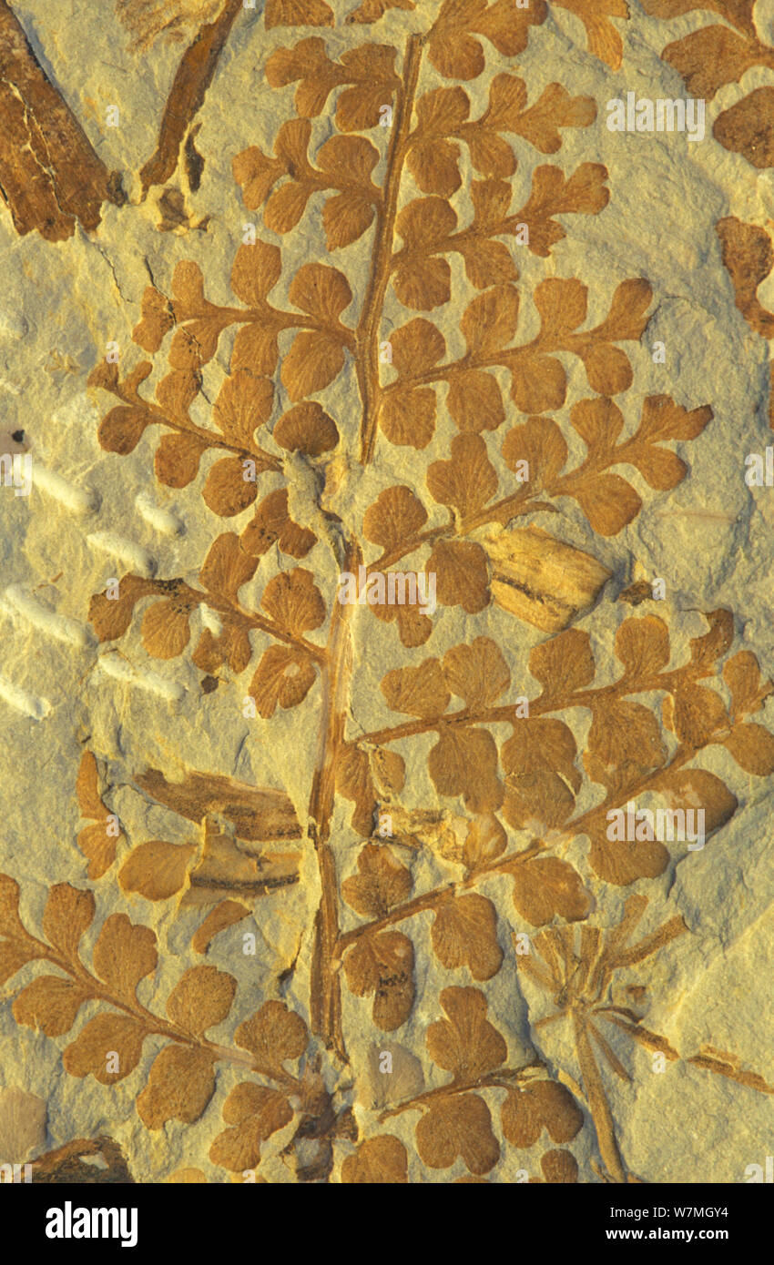 Fossil of the seed fern (Eusphenopteris striata) from the Pennsylvanian period of the Carboniferous era. Stock Photo