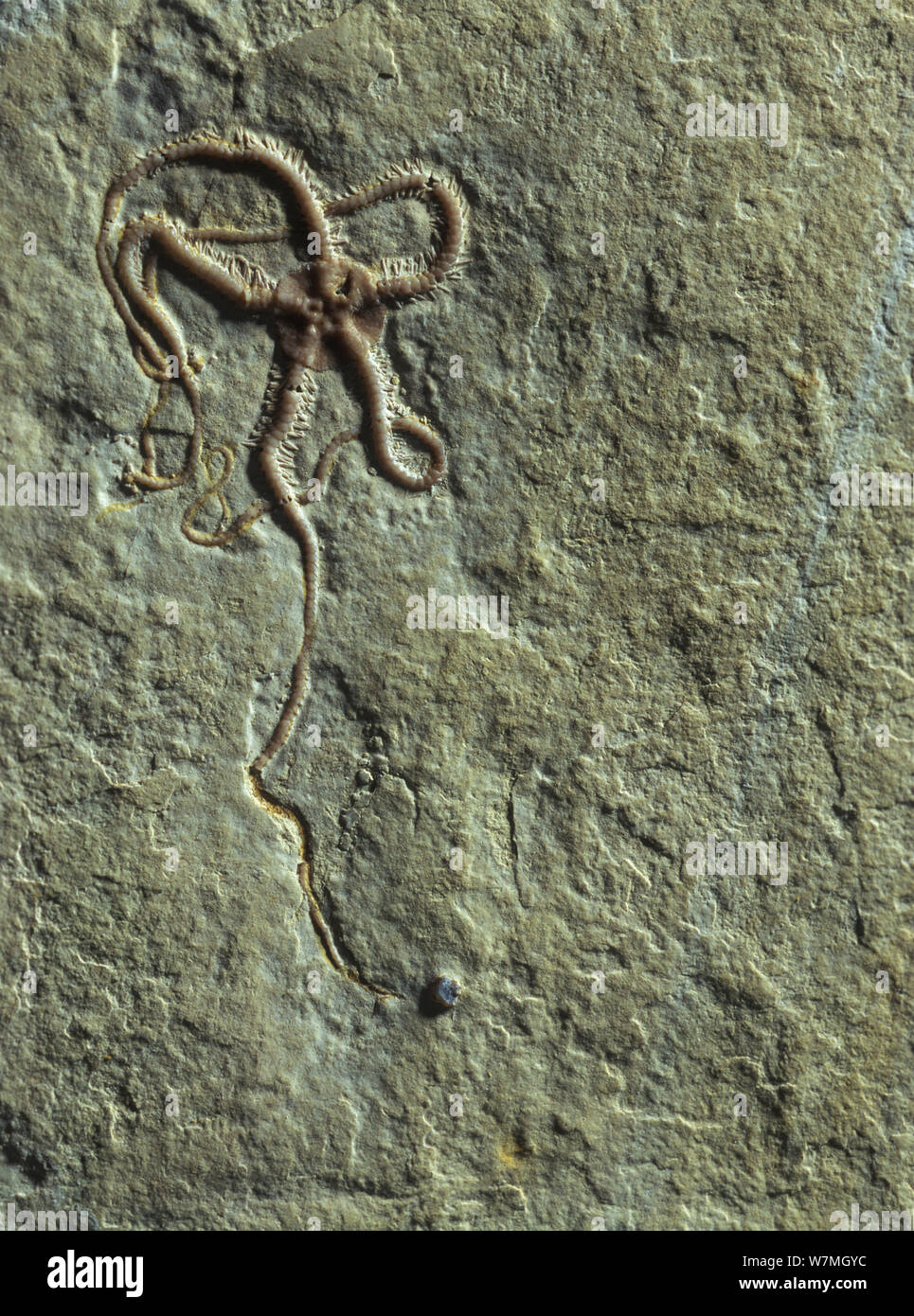 Fossil of Brittlestar (Ophiopetra sp) from the Jurassic period, Germany Stock Photo