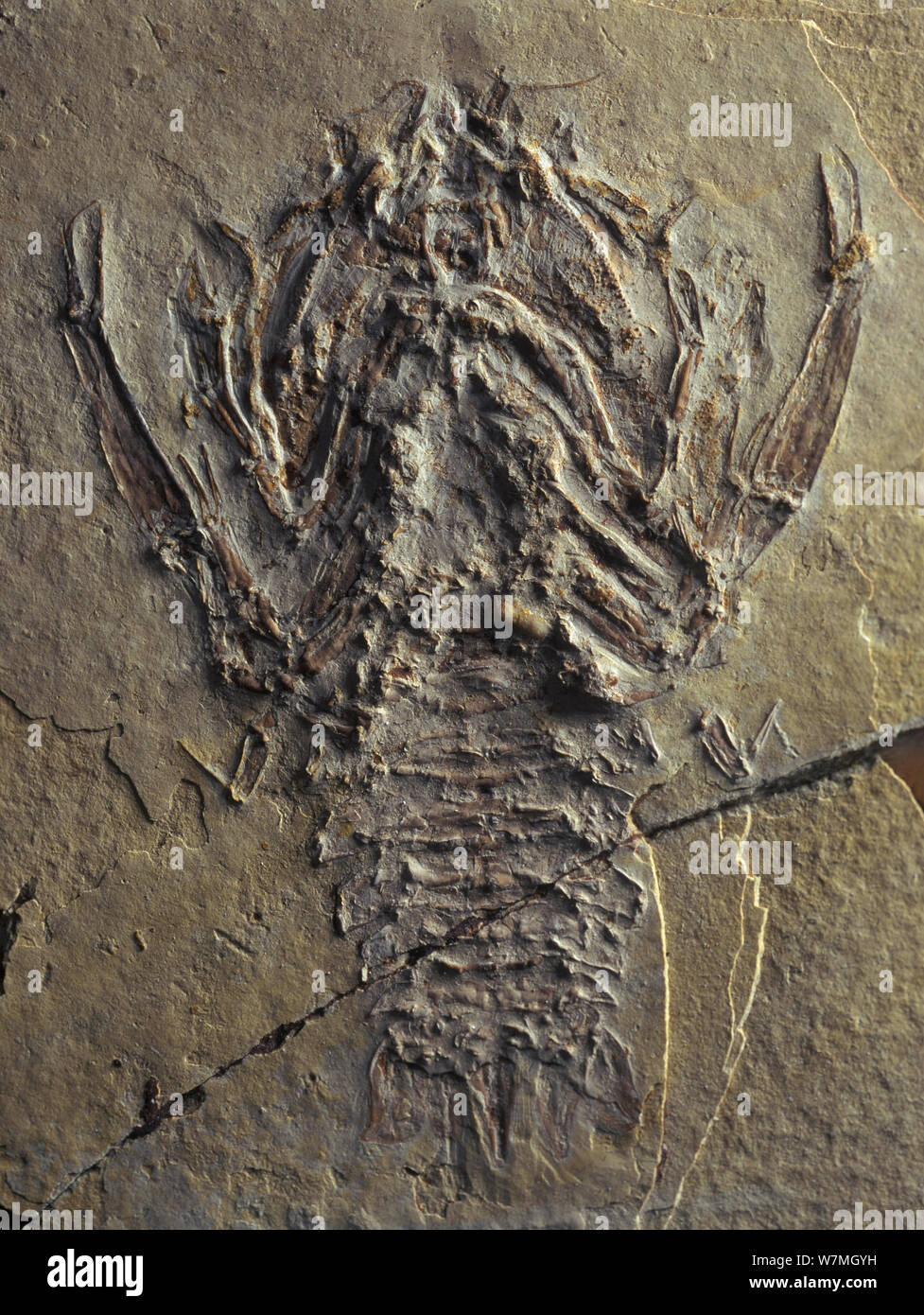 Fossil of decapod crustacean Eryon arctiformis from the Jurassic