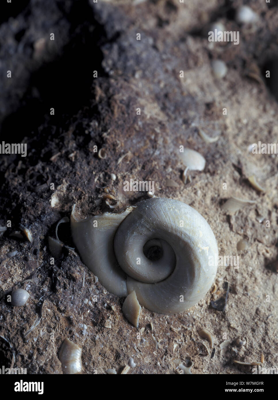 Fossil of freshwater snail (Planorbis sp) from the Miocene period, Albacete, Spain Stock Photo