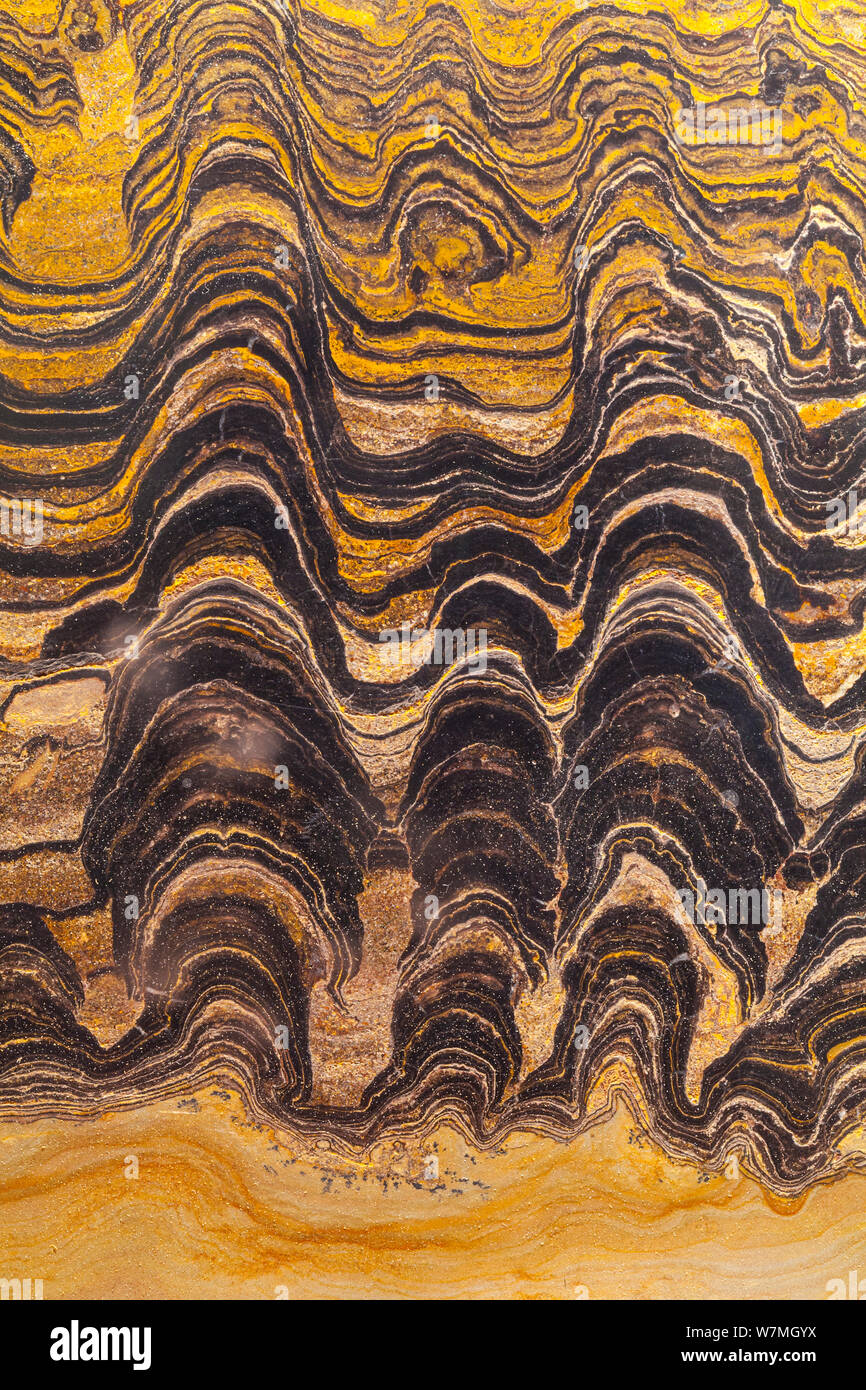 Fossil of Stromatolites, Asturias, Spain Stock Photo Alamy