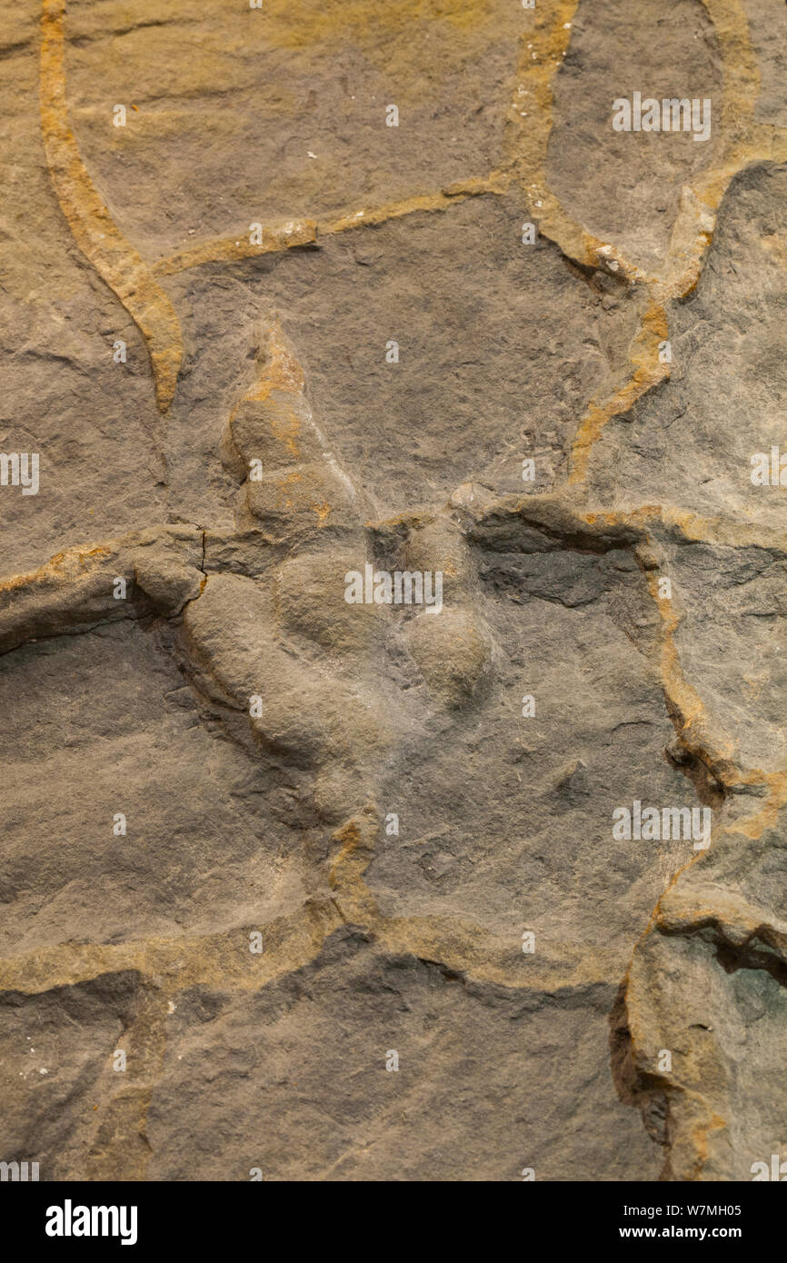 Fossil of footprint of three toed prehistoric reptile, Iguanodon, Spain Stock Photo