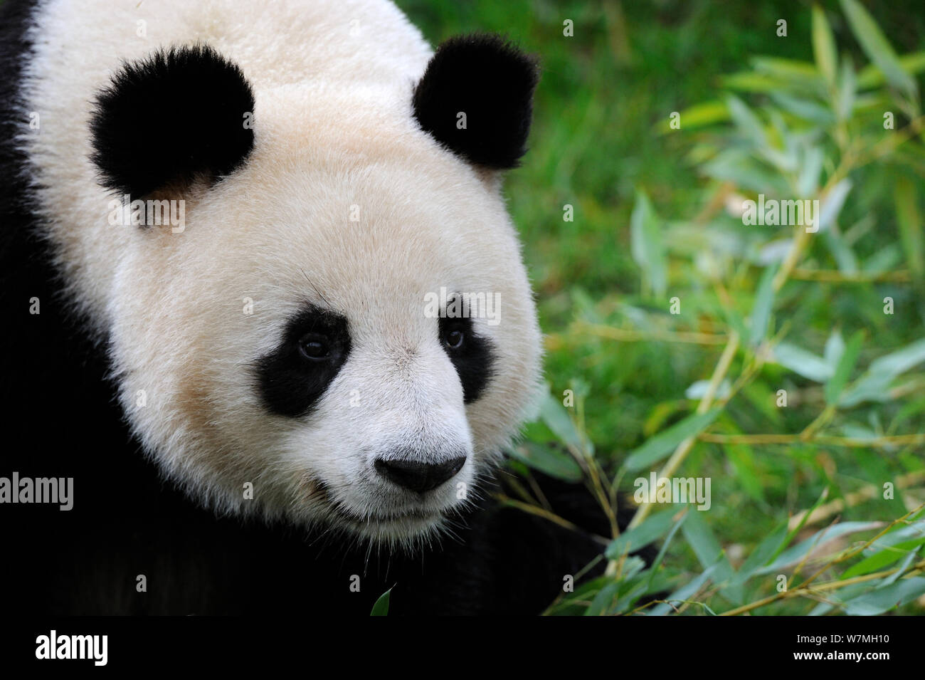 Giant panda (Ailuropoda melanoleuca) portrait, captive, Zoo Parc de Beauval, France, Endangered Stock Photo