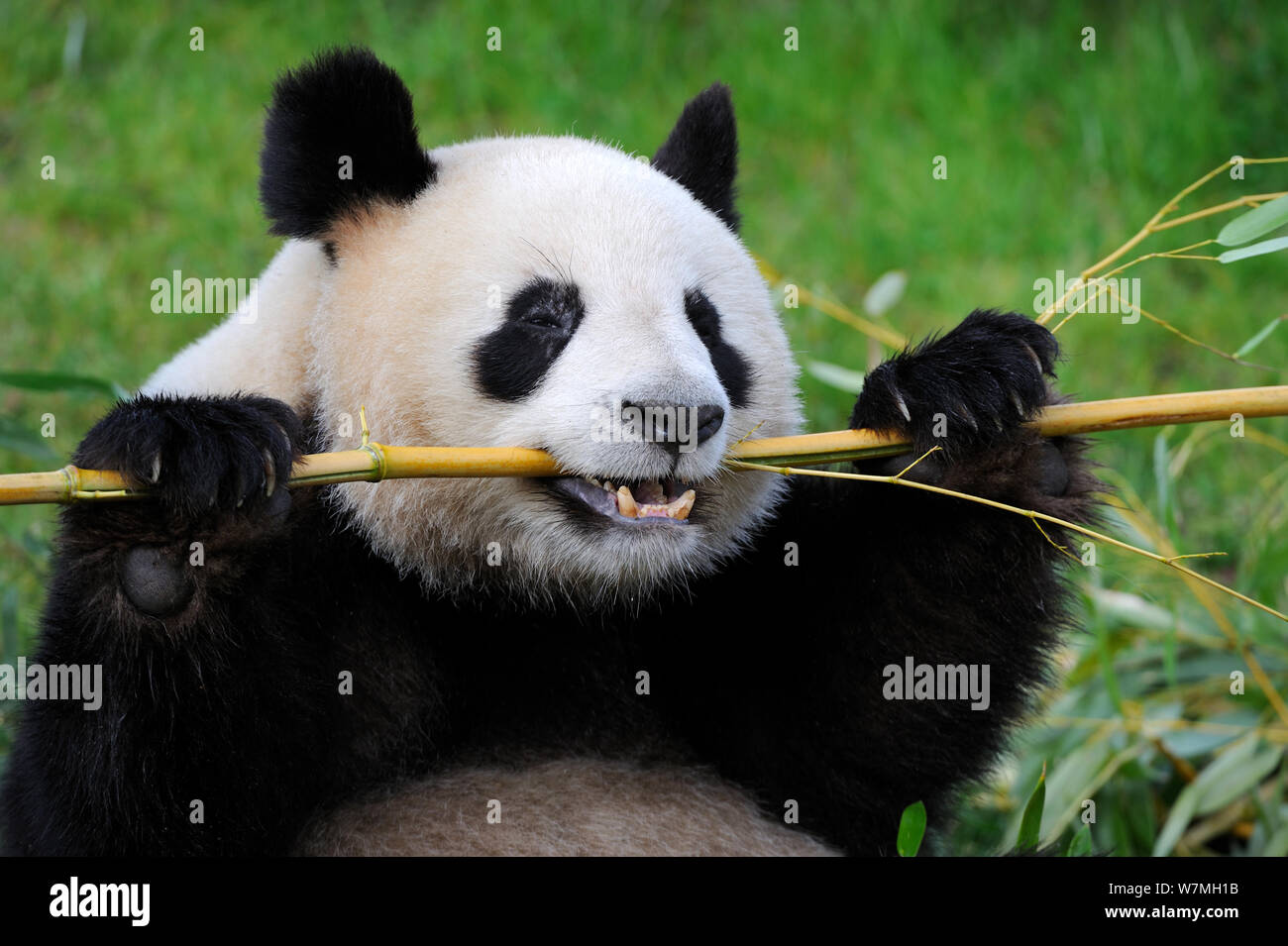 Giant Panda Ailuropoda Melanoleuca Feeding On Bamboo Captive Zoo