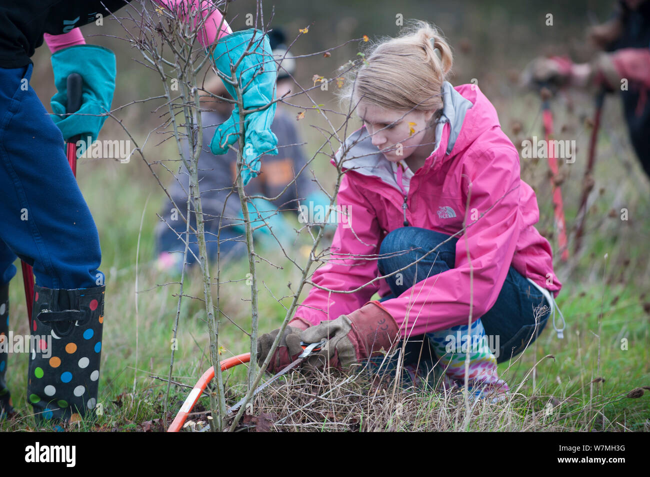 Young volunteers clearing scrub at the RSPB Vange Marsh, Basildon, Essex, England, UK, November. Model released. 2020VISION Book Plate. Stock Photo