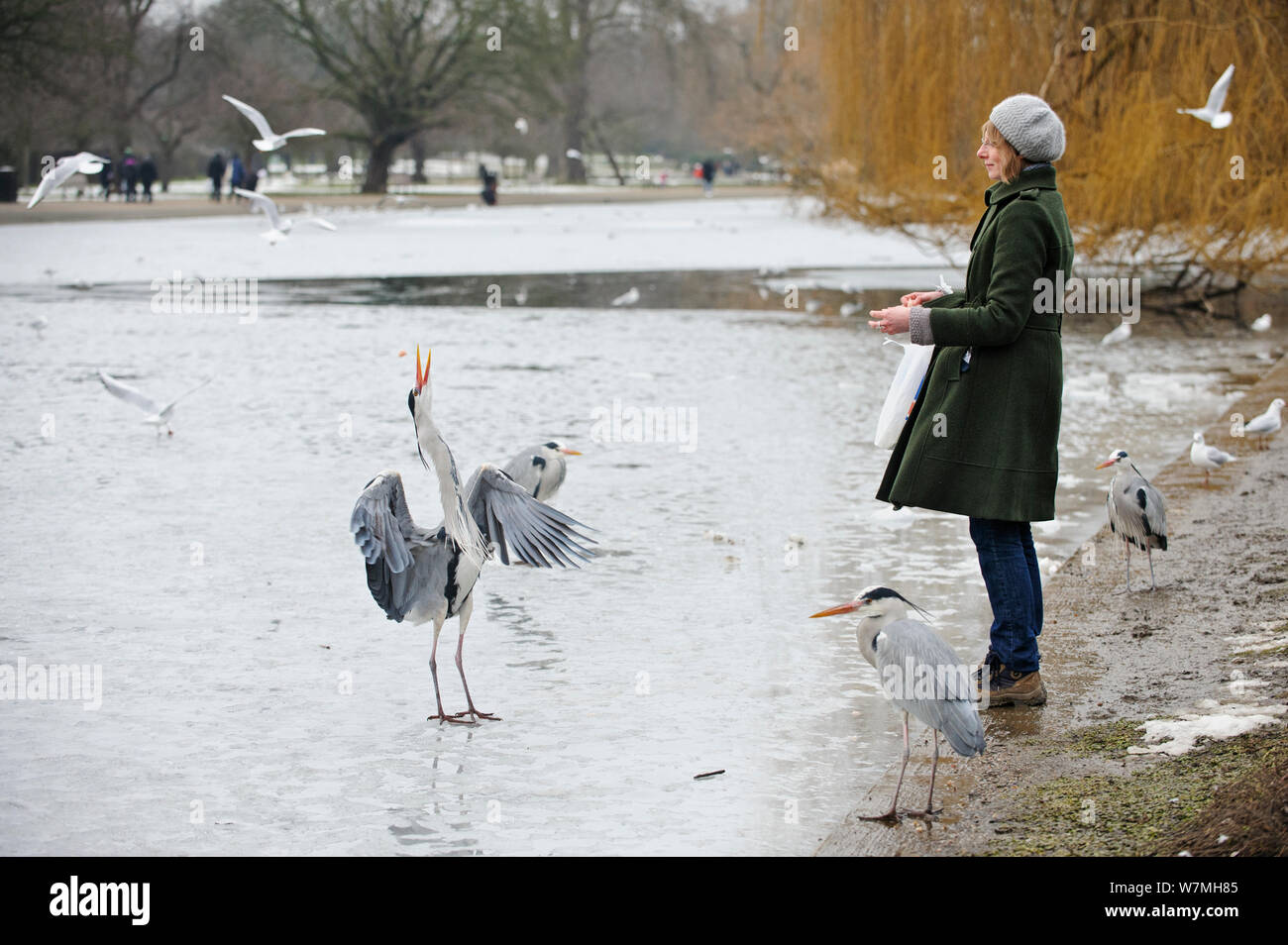 Grey Heron (Ardea cinerea) being fed on frozen lake by a woman standing on the shore, Regents Park, London, England, UK, February. Model released. 2020VISION Book Plate. Stock Photo