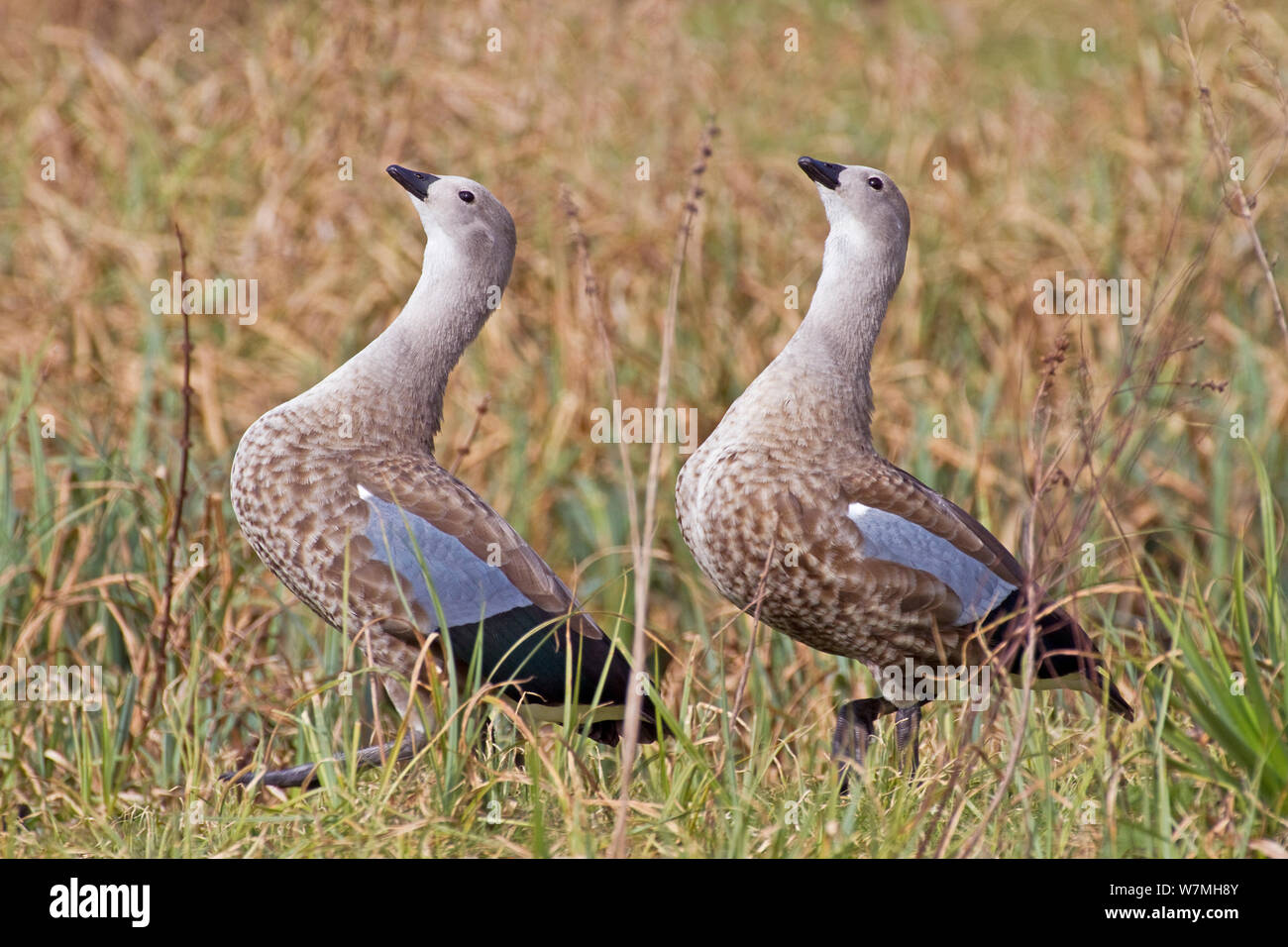 Blue winged geese (Cyanochen cyanopterus) two standing in profile. Captive, occurs Ethiopia. Vulnerable species. Stock Photo
