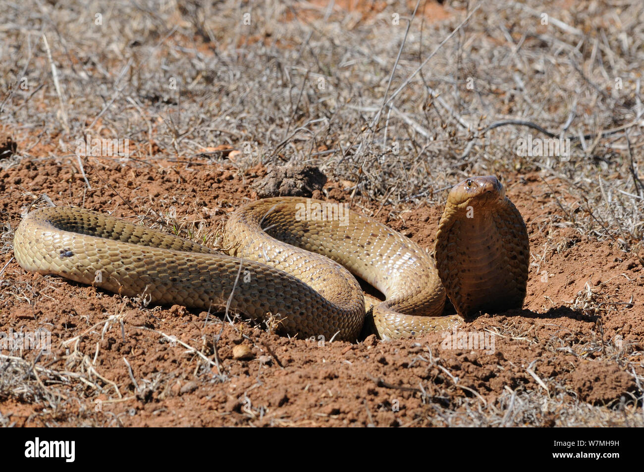 Cape Cobra (Naja nivea) female snake with hood raised in a defensive threat display. deHoop Nature Reserve, Western Cape, South Africa. Stock Photo
