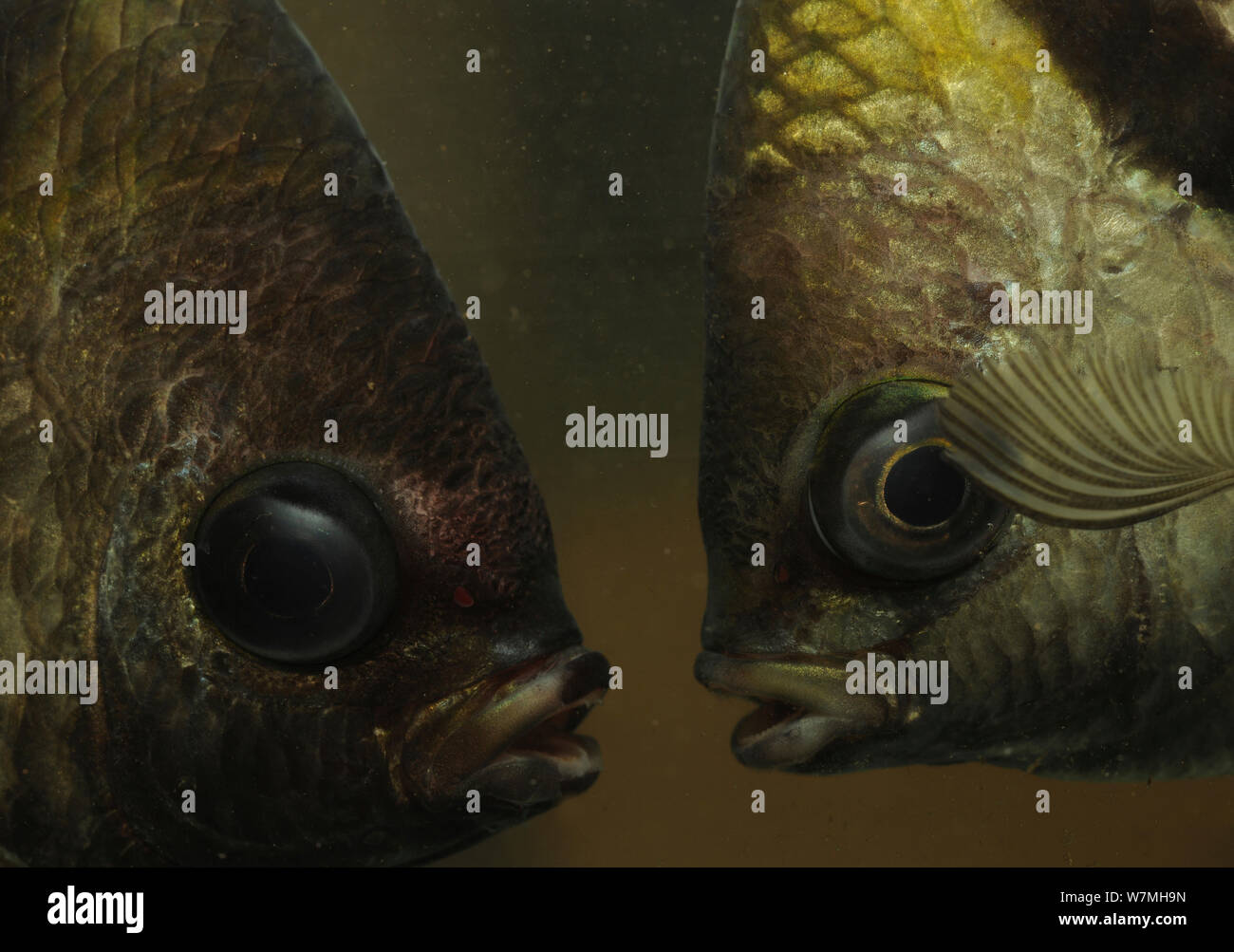 Banded sergeant fish (Abudefduf septemfasciatus) close up head portrait, Hainan Island, China. Stock Photo