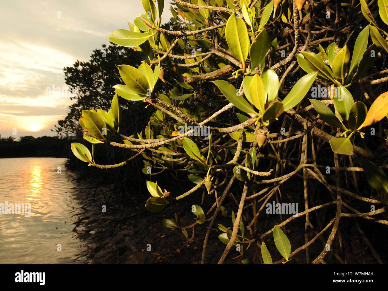 Mangrove forest (Sonneratia hainanensis) view at sunset, Guangxi Province, China. Stock Photo